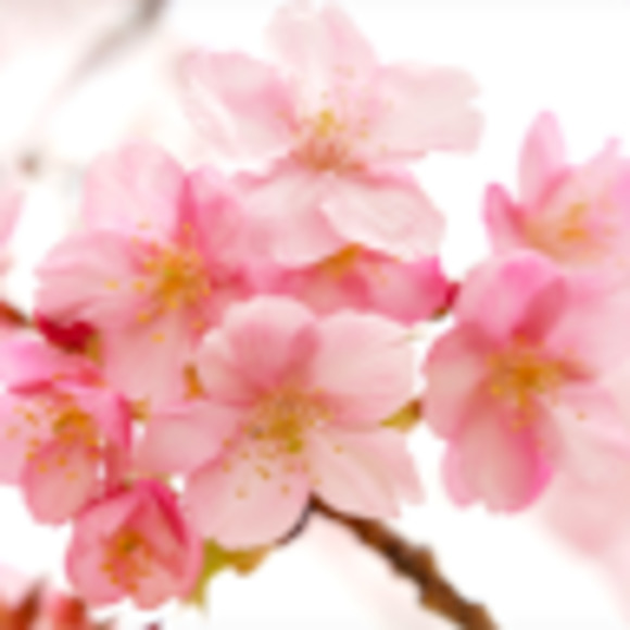 Meet your Posher, Bailey - Picture 1 of 1